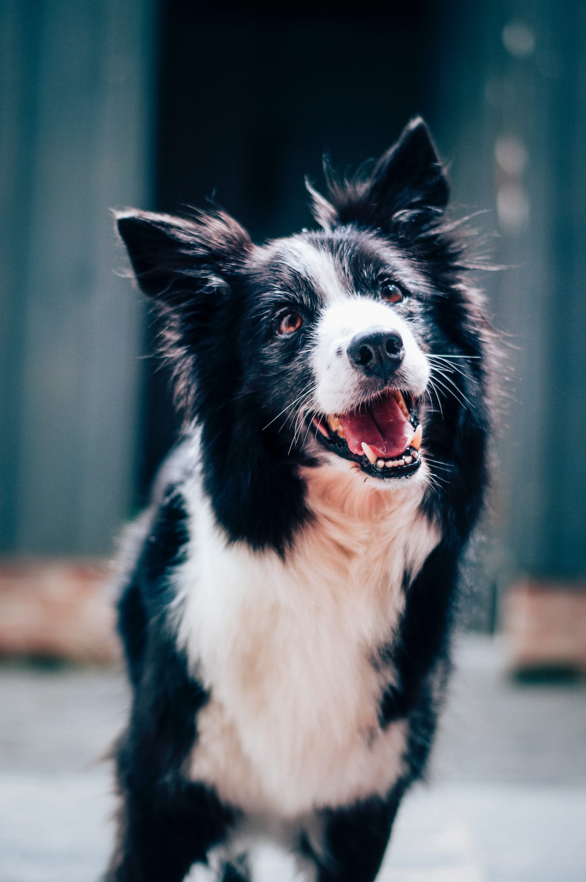 A black-and-white border collie gazes alertly upward, head tilted.