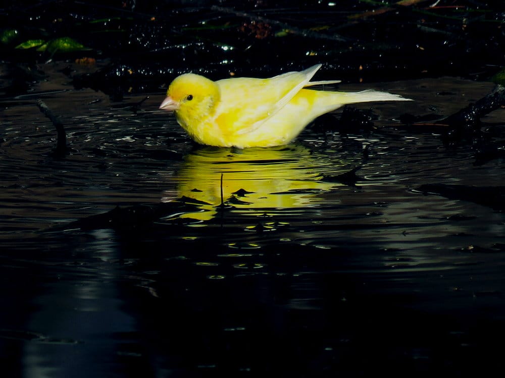 A canary (Serinus canaria) stands at the edge of a shaded pool, submerged up to its breast.