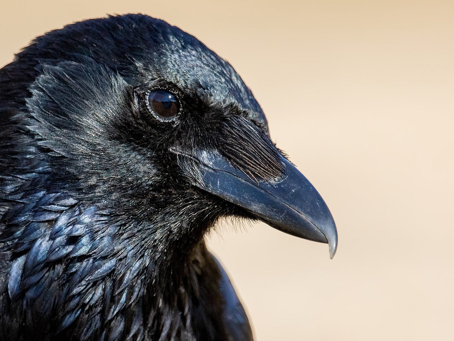 Black head of a crow (Corvus corone), looking directly at the camera.