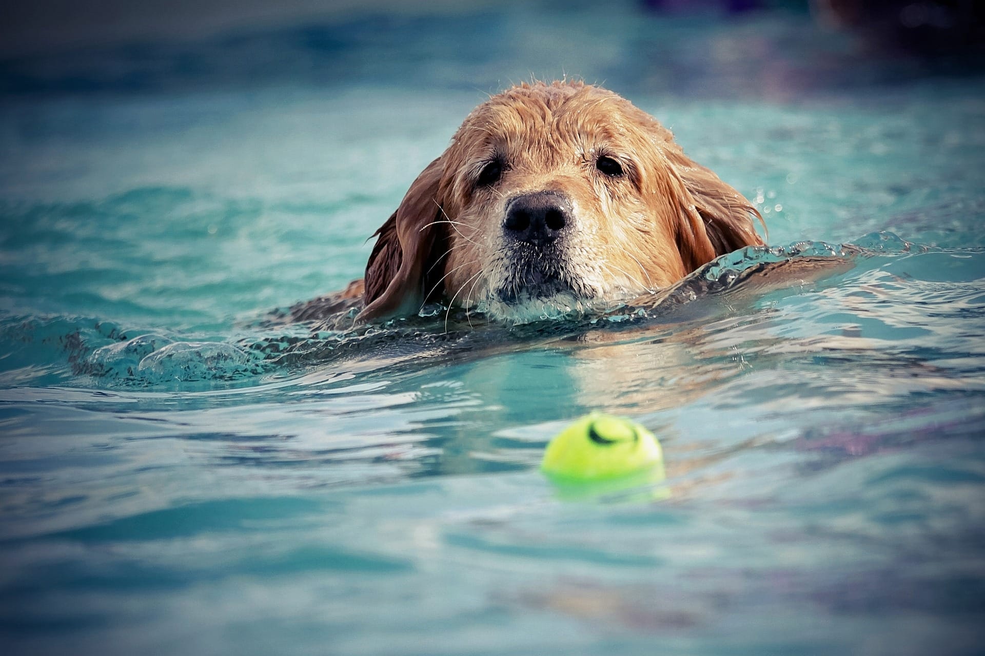 An adult golden retriever holds its sodden head above uneven waves as it swims toward a floating tennis ball.