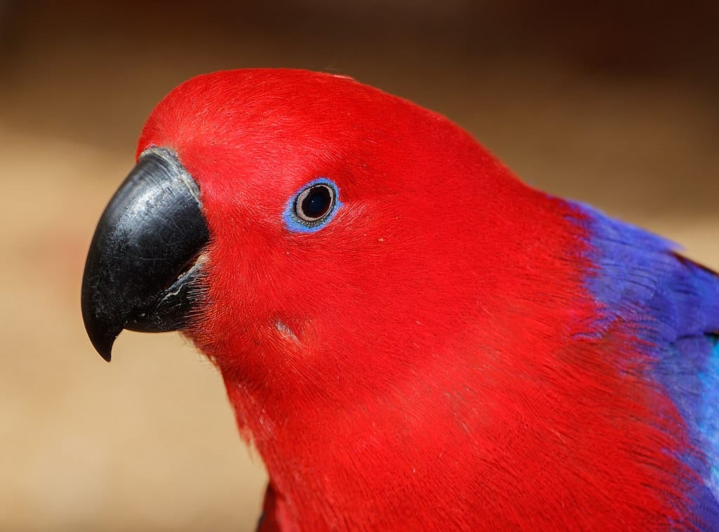 Scarlet and cobalt blue parrot (Eclectus roratus) head.