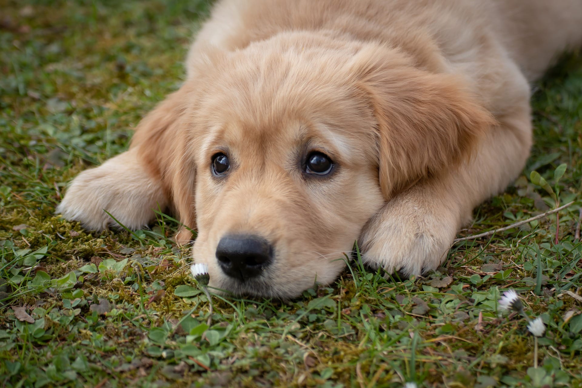 An adorable golden retriever puppy lies on the ground, head resting between paws, intently watching something just out of frame.