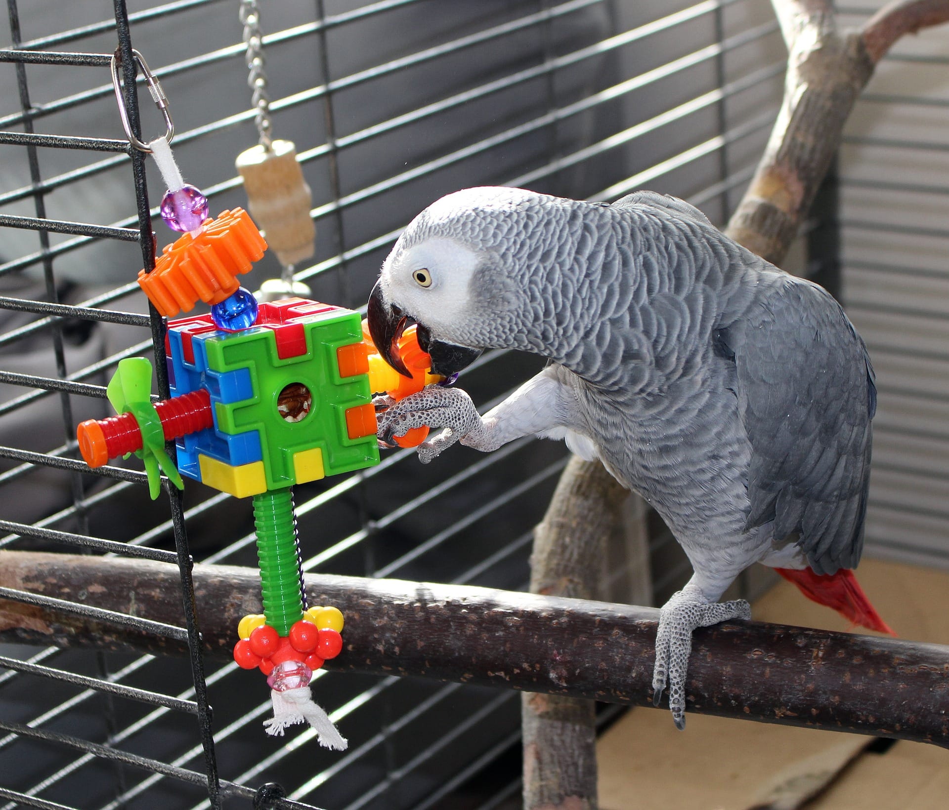 An African Grey parrot inside an open cage manipulates a colored puzzle toy with its beak and one foot.