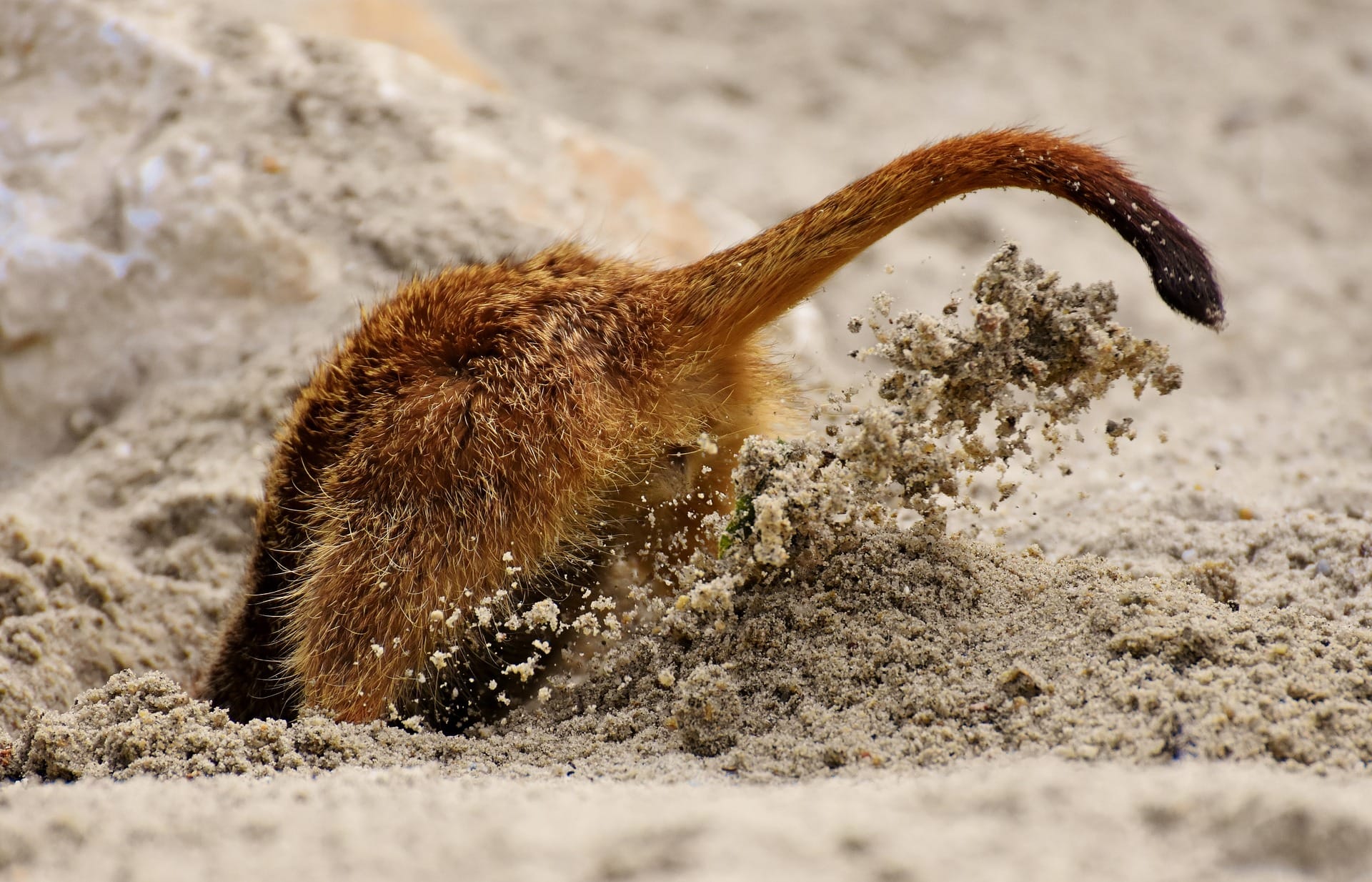 A rust-brown meerkat vigorously digs a hole in the sand, only hindquarters and tail visible.