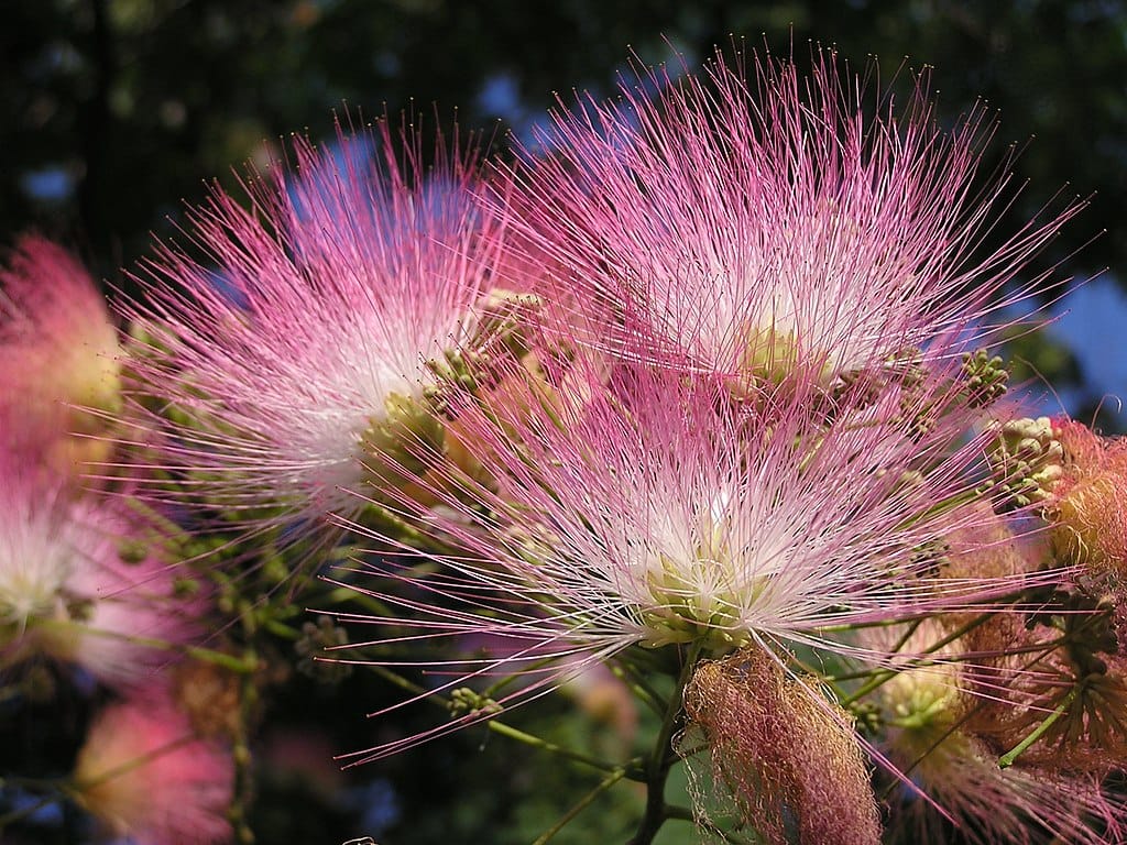 Persian silk tree flowers: sprays of fine, hot-pink threads.