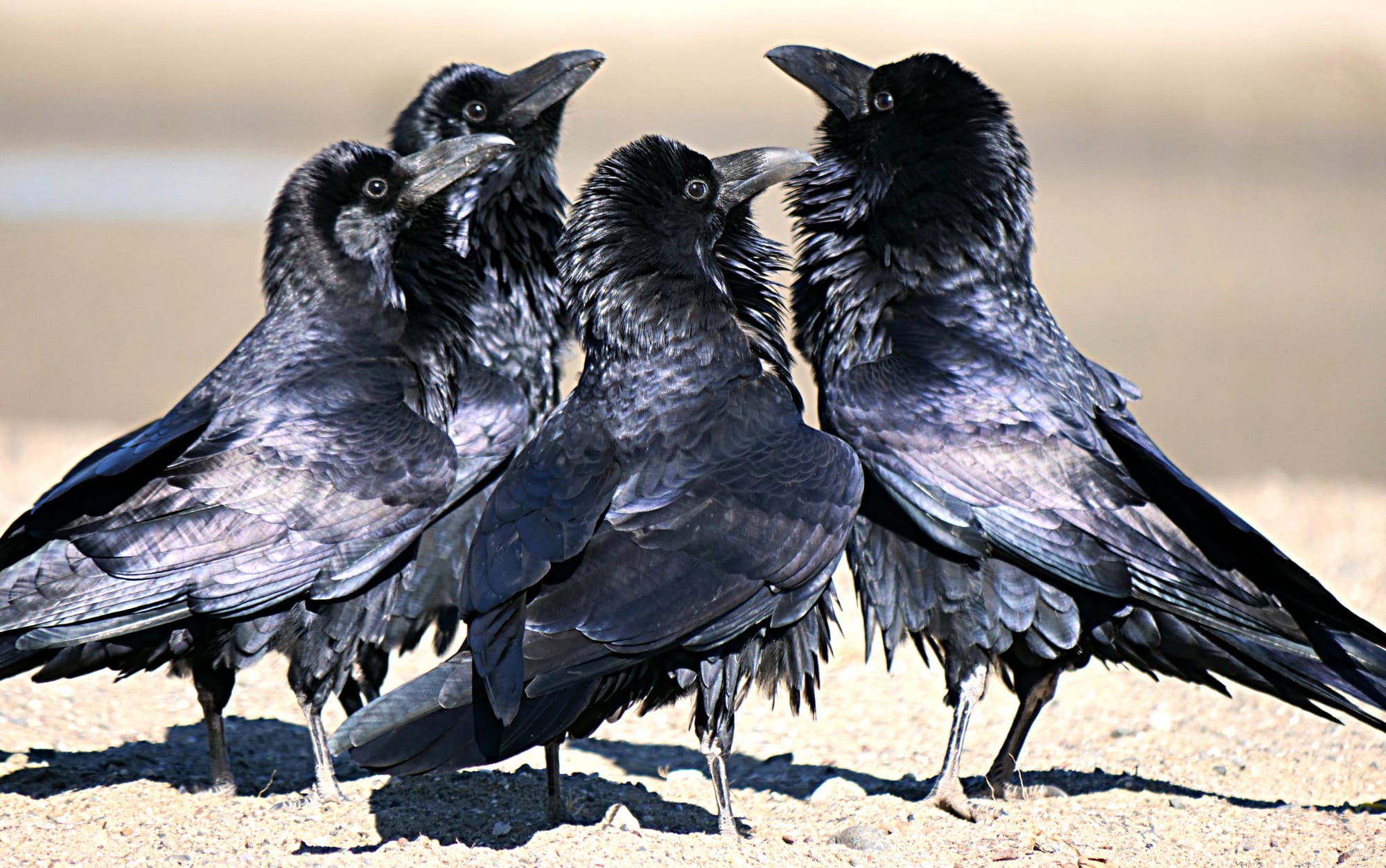 Four black ravens with fluffed and ruffled feathers stand facing each other as though clustered in conversation.