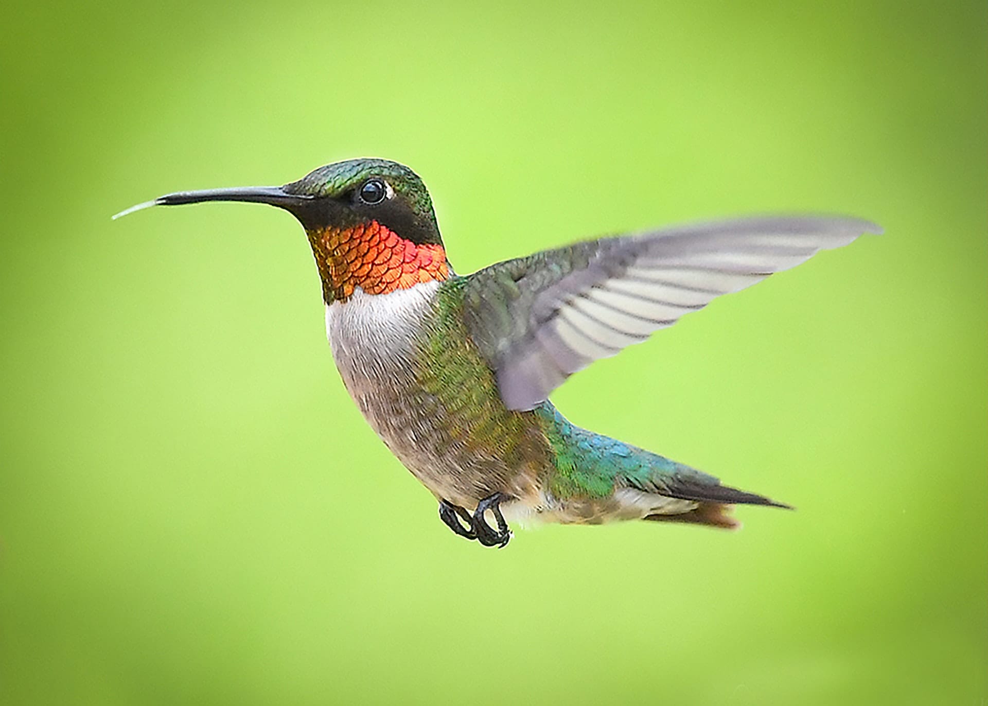 A male ruby-throated hummingbird in flight, his wings blurred with speed.