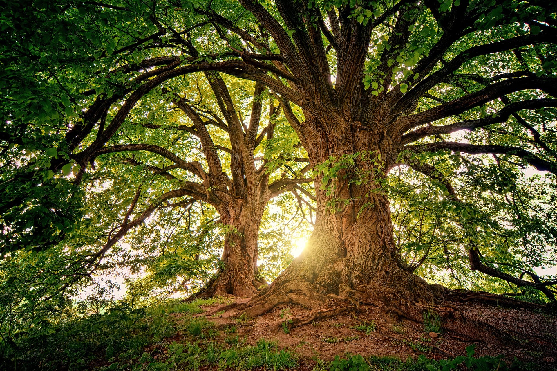 Two giant trees stand on a hilltop, each with a wide skirt of gnarled roots and an umbrella of branches that almost touch the ground. A low sun turns the ambient light golden.