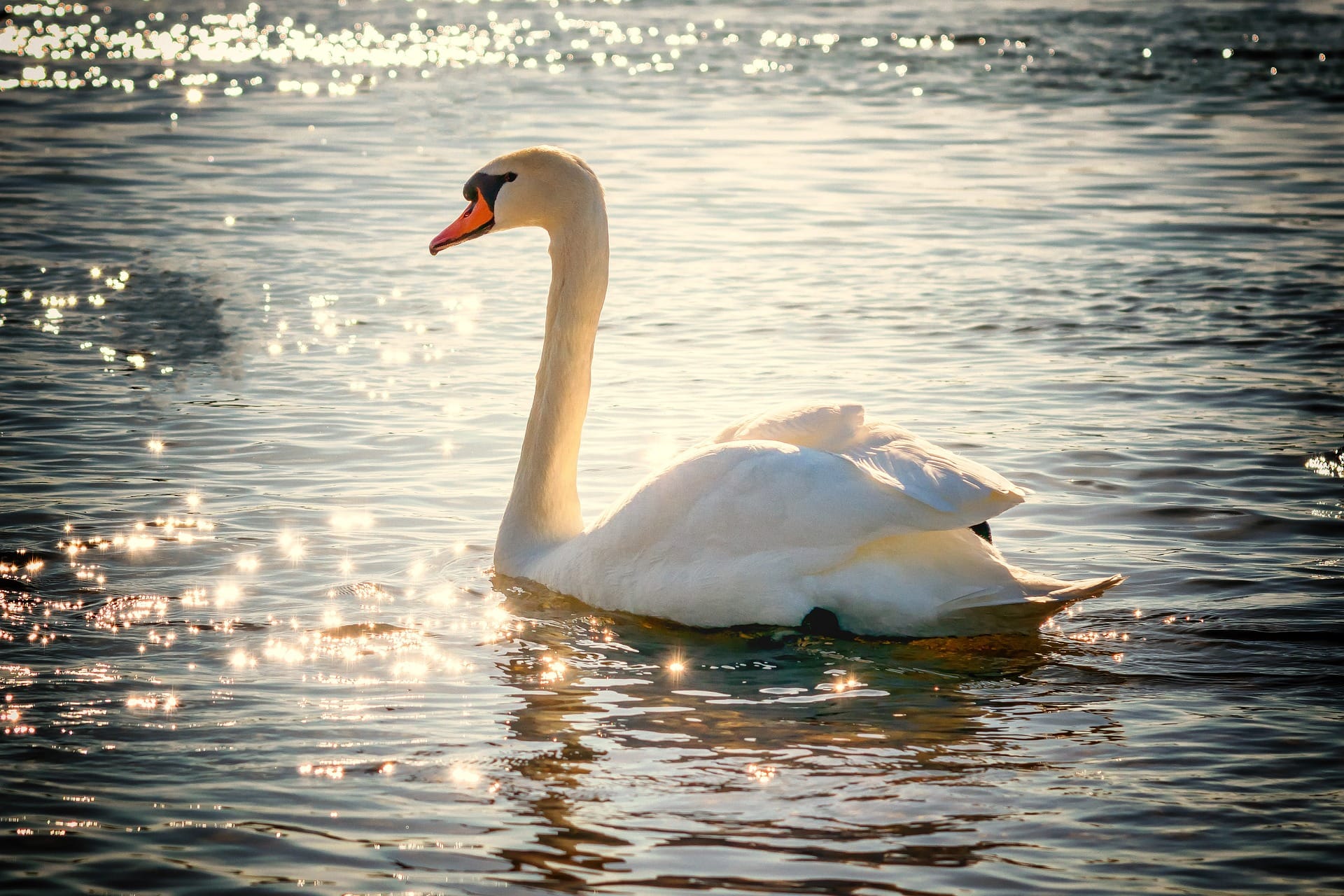 A white swan floats in classic pose as sunlight sparkles off ripples in the water.