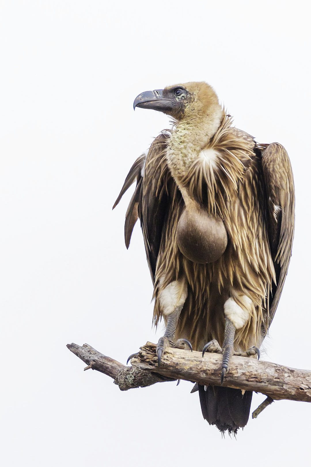 A vulture (Gyps africanus) perches on a dead branch against a grey-white sky.