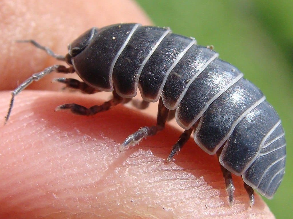 Macro shot of a grey woodlouse perched on a human finger.