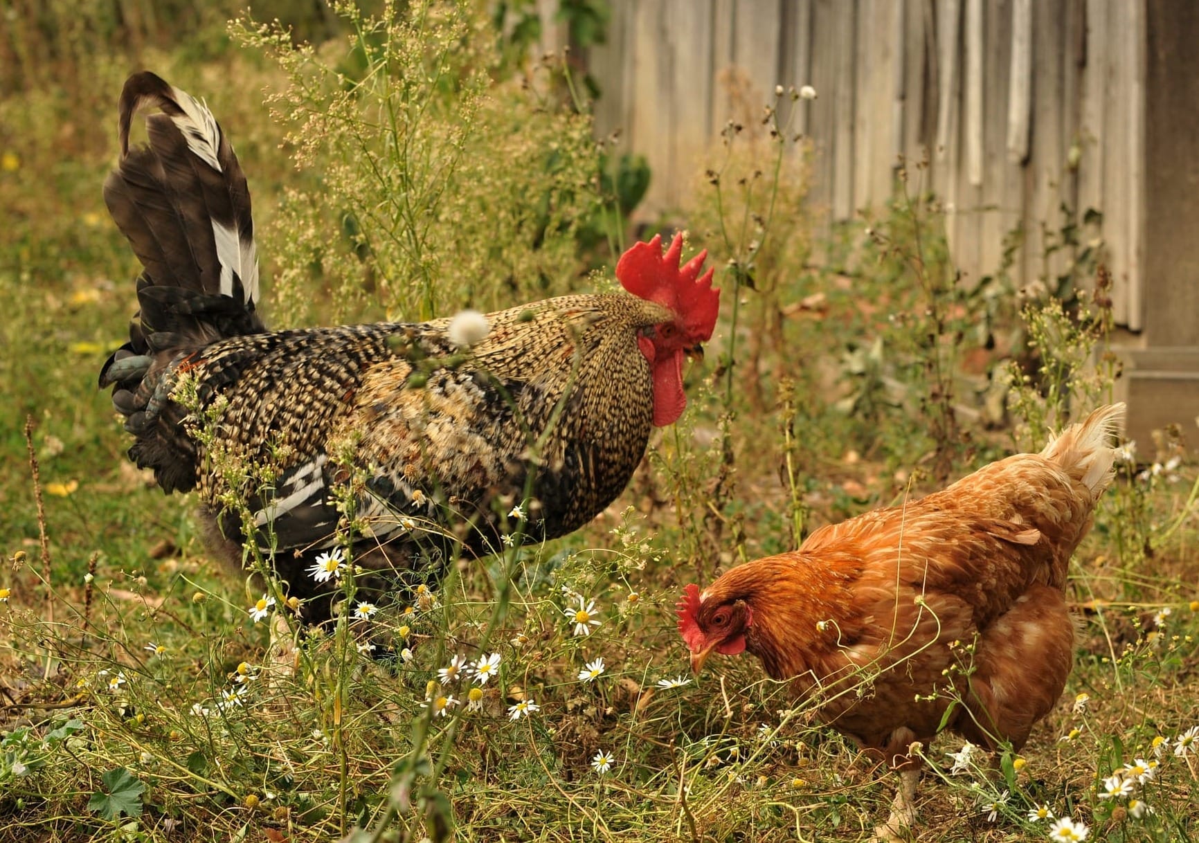 A large multicolor rooster stands over a smaller red-brown hen.