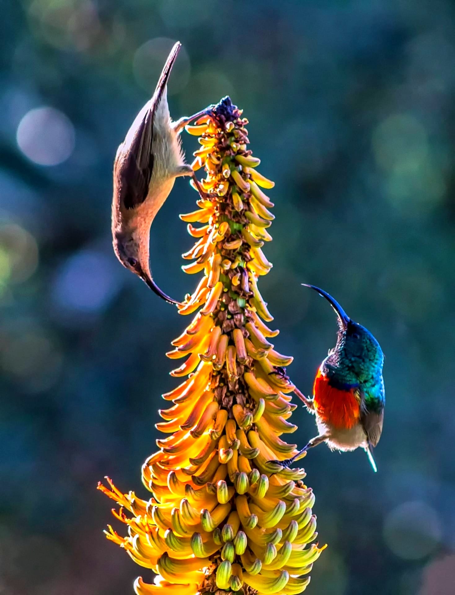 Two sunbirds — a brown female and a blue-green and red-orange male — drink nectar from a large yellow inflorescence.