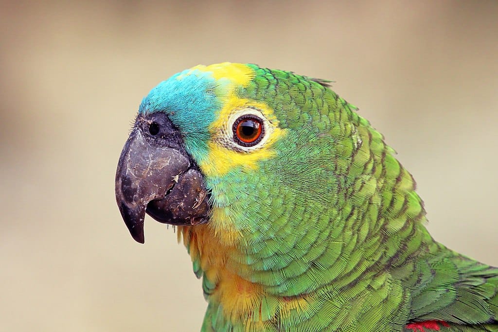 Green, yellow, and turquoise head of a parrot (Amazona aestiva), looking directly at the camera.