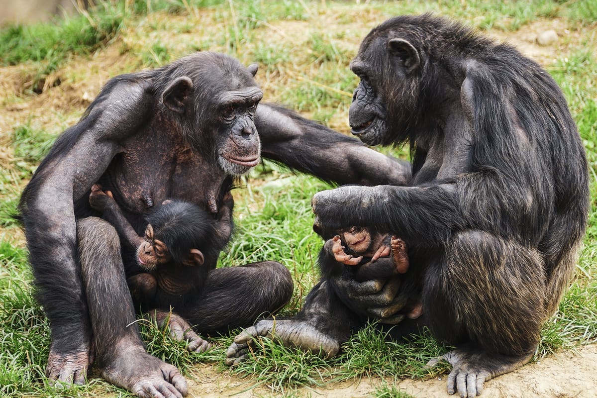 A pair of female chimpanzees, each with a baby, sit facing one another as they interact.