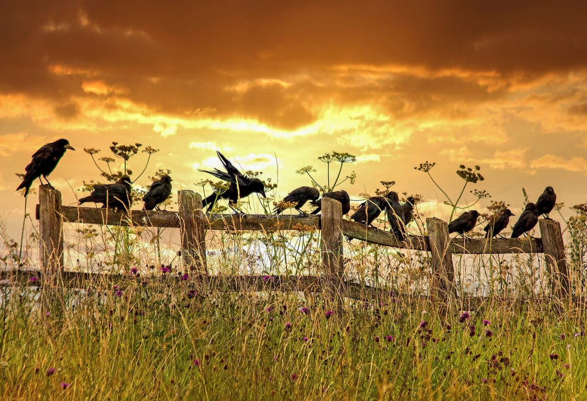 A low sun silhouettes thirteen crows perched along the top of a wooden rail fence.