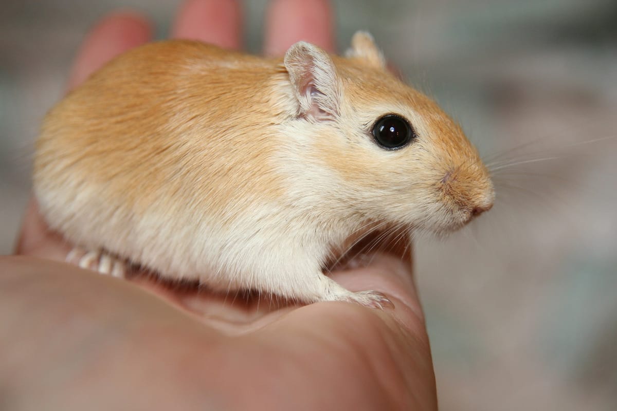 Close-up of an apricot-and-cream gerbil standing on a human hand, looking directly at the camera with one large black eye.