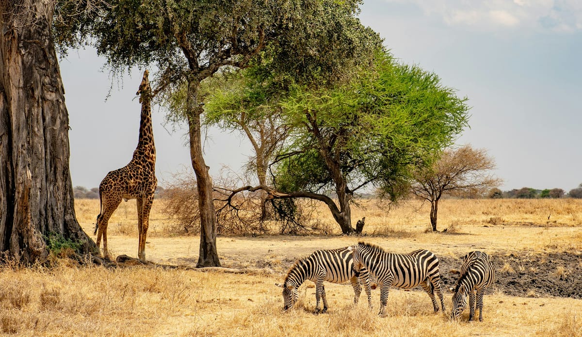 Three zebras cluster while browsing grass; nearby a lone giraffe stretches its neck toward a tree branch.