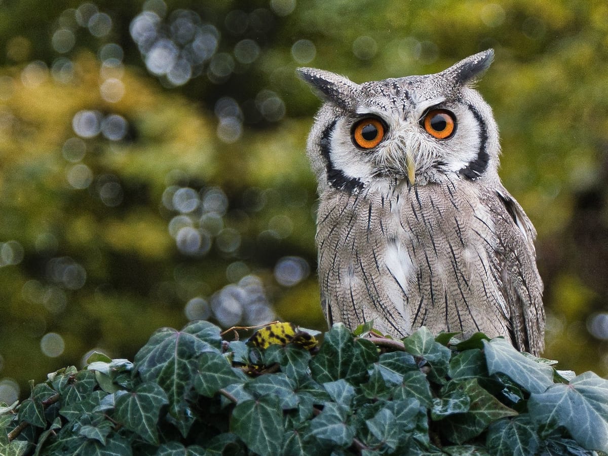 A horned owl perches on an ivy-covered branch; with round eyes and a ‘moustache’ of feathers, it looks alarmed yet adorable.