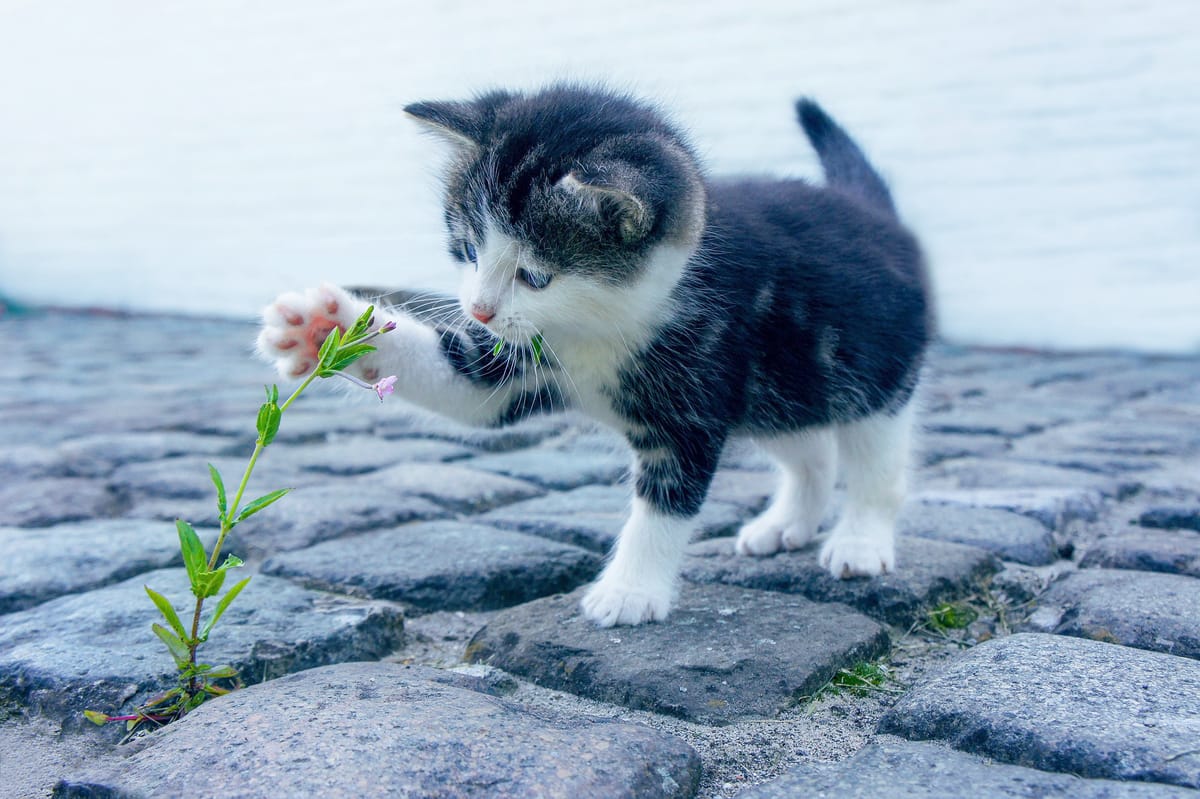 A tiny grey-and-white kitten bats at a tall flowering weed poking up from between paving stones.