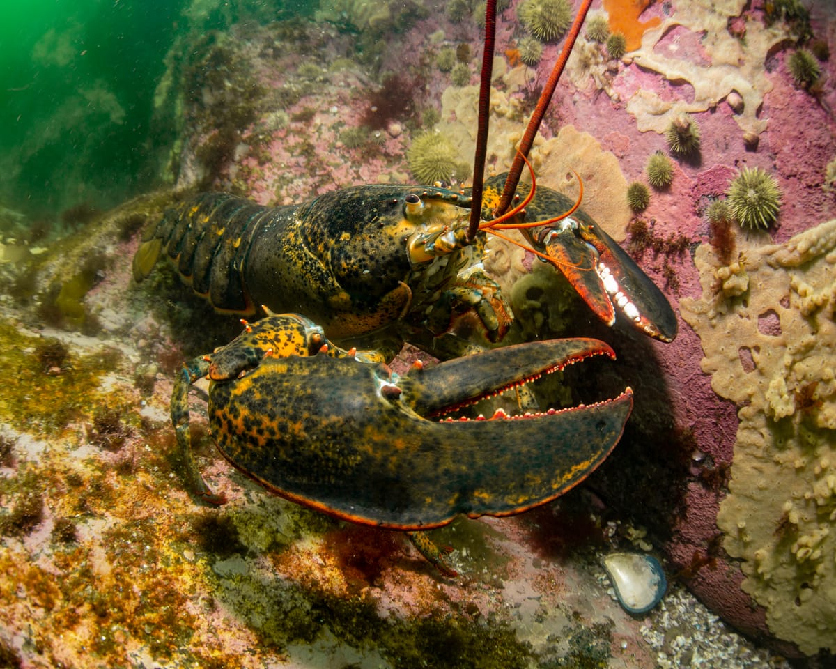 A live lobster (Homerus americanus) on the ocean floor.