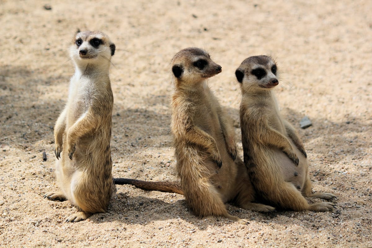 Two meerkats sit together facing the same direction. A distance away, a third meerkat sits facing a different direction.