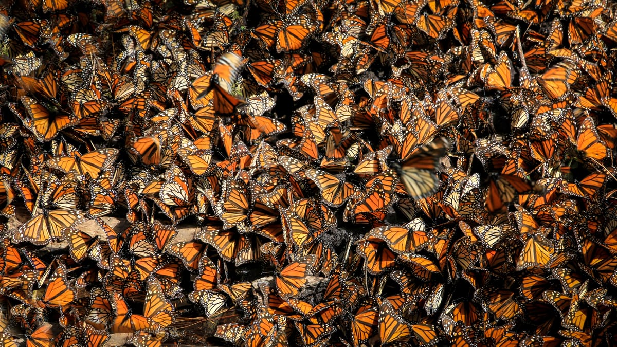 Hundreds of orange and black monarch butterflies gather, so thickly that the surface beneath cannot be seen.