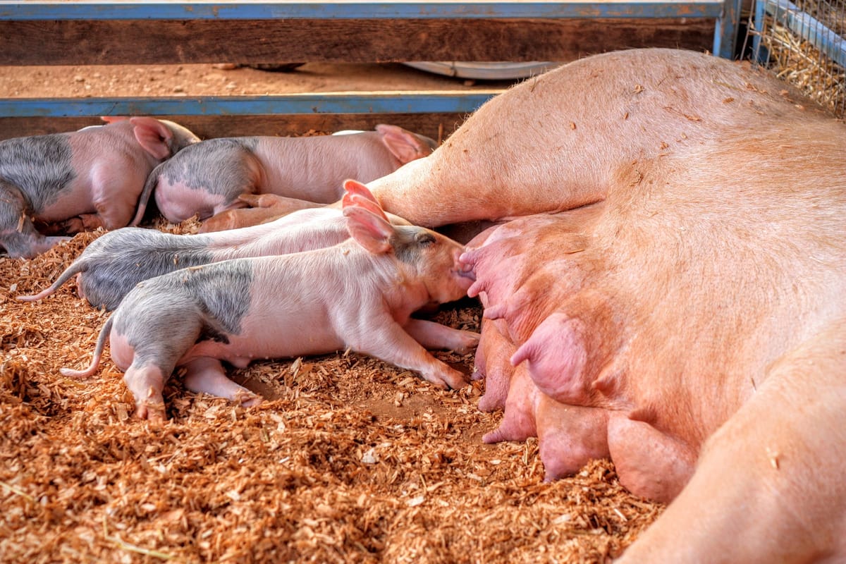 A pink sow lies on her side on a barn floor, nursing several piglets from engorged teats.