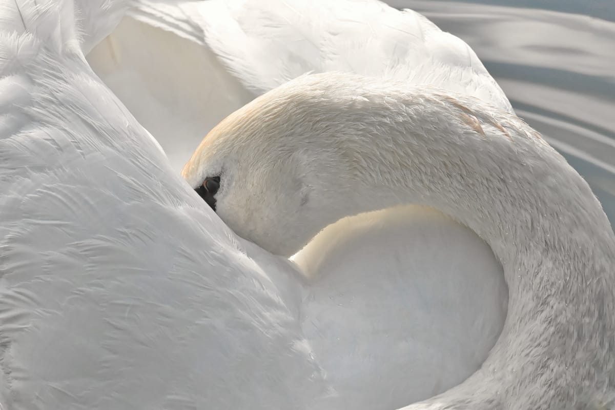 A snowy white adult swan tucks its head mostly behind one wing, leaving one black eye barely visible.