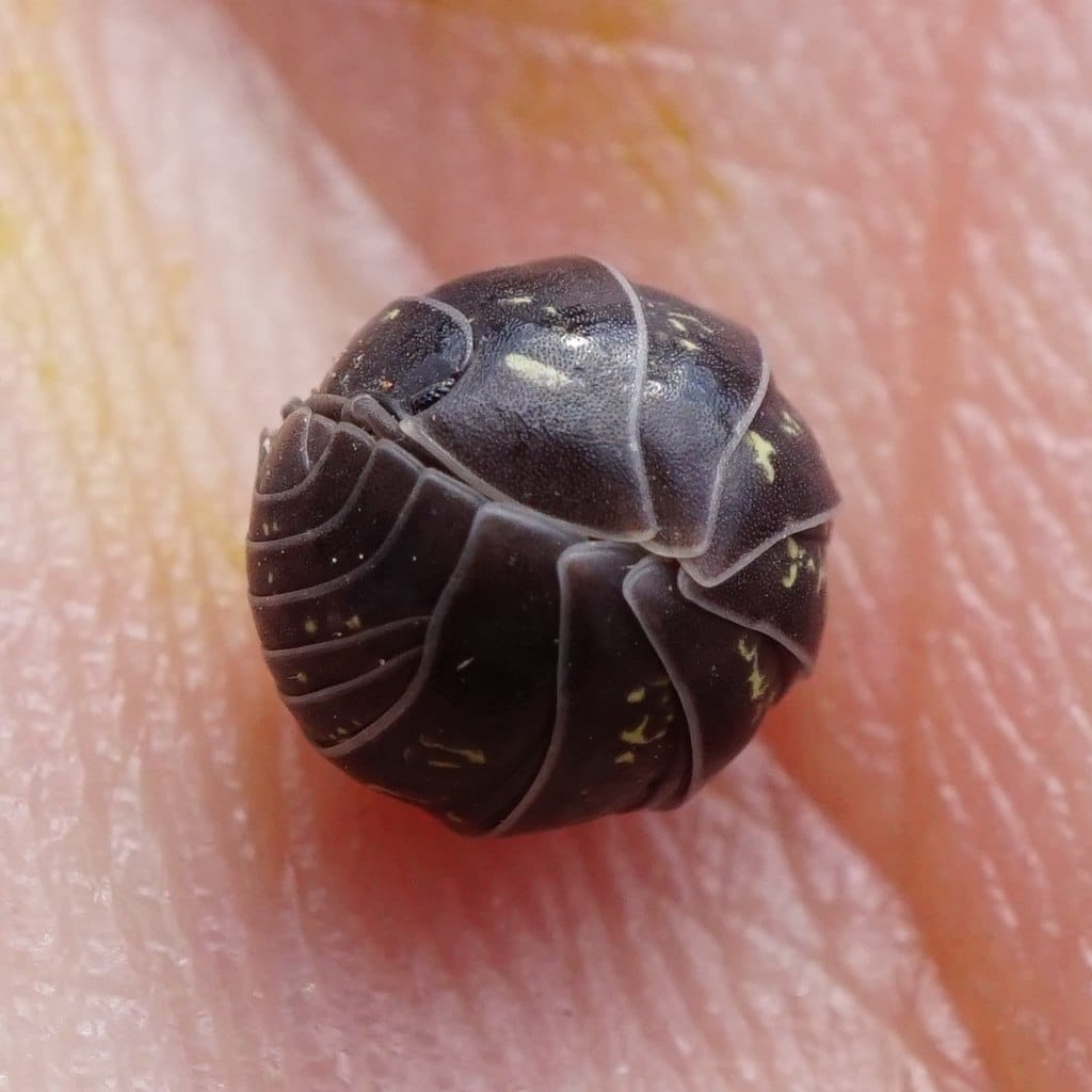 Macro shot of a human palm on which a dark grey woodlouse is curled into a perfect sphere.