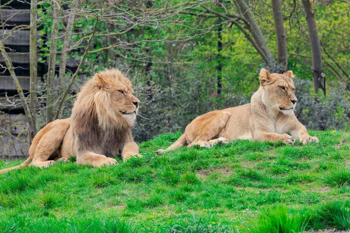 Two adult lions, male and female, recline on a hilltop.