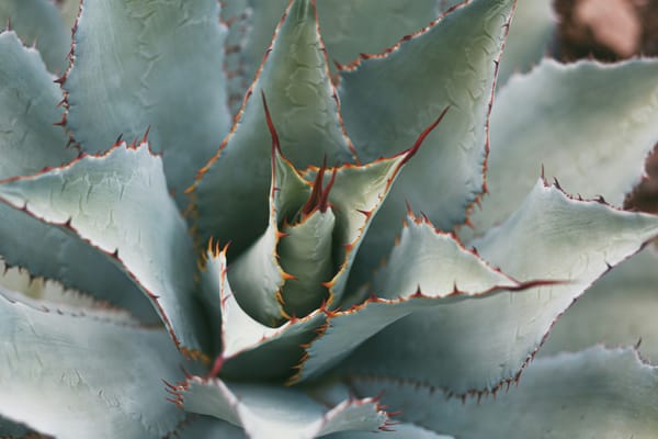 Close-up shot of an agave plant (from which tequila is made, in Jalisco where I live), focusing on the spiny, prickly edges.