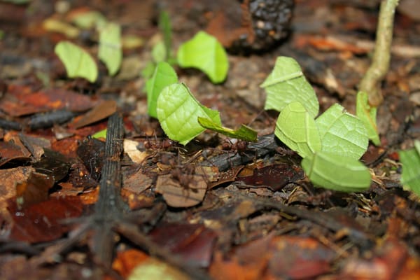 A line of reddish-brown leafcutter ants, nearly invisible against a leaf-littered forest floor, each carrying a piece of leaf much larger than themselves off into the distance.